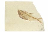 Detailed Fossil Fish (Diplomystus) - Wyoming #373778-1